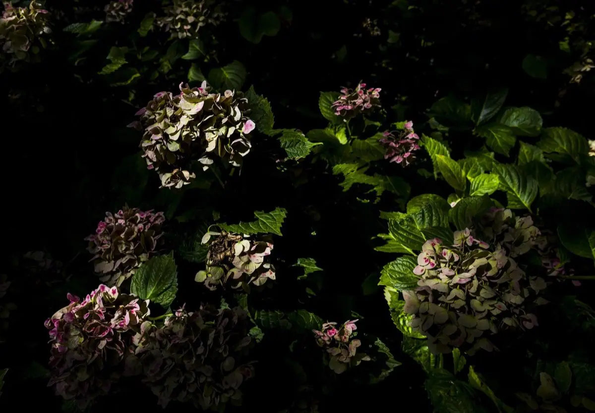 Flores